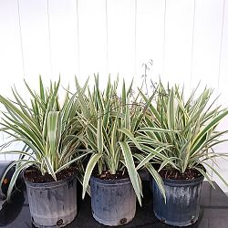 Tasmanian Flax Lily Tasmanian Flax Lily
