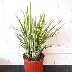 Tasmanian Flax Lily Tasmanian Flax Lily