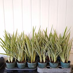 Tasmanian Flax Lily Tasmanian Flax Lily