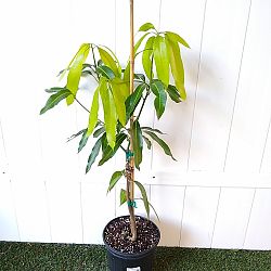 Lemon Zest Mango Tree Lemon Zest Mango Tree