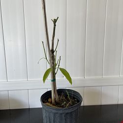 Lemon Zest Mango Tree Lemon Zest Mango Tree