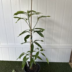 Lemon Zest Mango Tree Lemon Zest Mango Tree