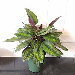 Calathea 'Beauty Star' Calathea 'Beauty Star'