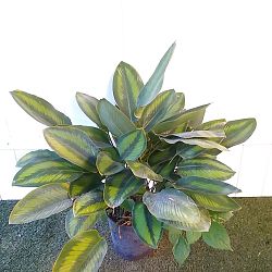 Calathea 'Beauty Star' Calathea 'Beauty Star'