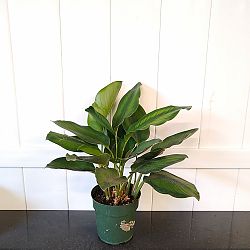 Calathea 'Beauty Star' Calathea 'Beauty Star'