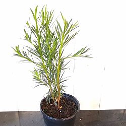 Podocarpus macrophyllus 'Pringles', Japanese Yew Podocarpus macrophyllus 'Pringles', Japanese Yew