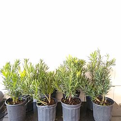 Podocarpus macrophyllus 'Pringles', Japanese Yew Podocarpus macrophyllus 'Pringles', Japanese Yew