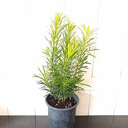 Podocarpus macrophyllus 'Pringles', Japanese Yew Podocarpus macrophyllus 'Pringles', Japanese Yew