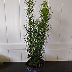 Podocarpus macrophyllus 'Pringles', Japanese Yew Podocarpus macrophyllus 'Pringles', Japanese Yew