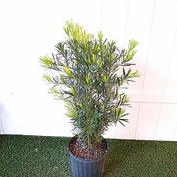 Podocarpus macrophyllus 'Pringles', Japanese Yew Podocarpus macrophyllus 'Pringles', Japanese Yew