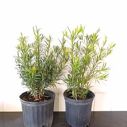 Podocarpus macrophyllus 'Pringles', Japanese Yew Podocarpus macrophyllus 'Pringles', Japanese Yew