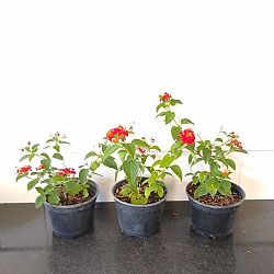 Red Lantana camara Red Lantana camara