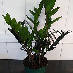 Black ZZ Plant Black ZZ Plant