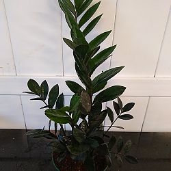 Black ZZ Plant Black ZZ Plant