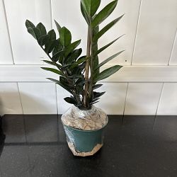 Black ZZ Plant Black ZZ Plant