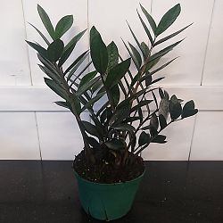 Black ZZ Plant Black ZZ Plant