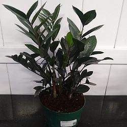 Black ZZ Plant Black ZZ Plant