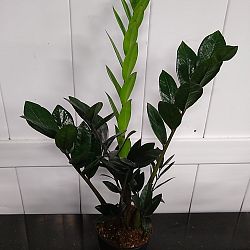 Black ZZ Plant Black ZZ Plant