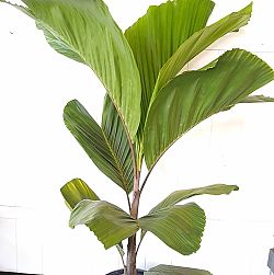 OBI Island Palm, Hydriastele beguinii 'Obi Island' OBI Island Palm, Hydriastele beguinii 'Obi Island'