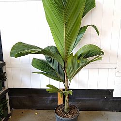 OBI Island Palm, Hydriastele beguinii 'Obi Island' OBI Island Palm, Hydriastele beguinii 'Obi Island'