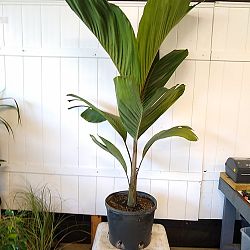 OBI Island Palm, Hydriastele beguinii 'Obi Island' OBI Island Palm, Hydriastele beguinii 'Obi Island'