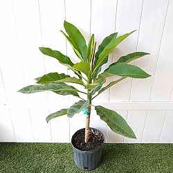 Pink Frangipani Pink Frangipani