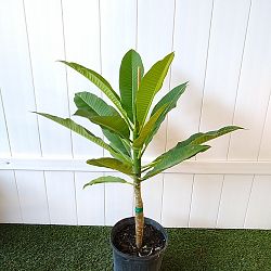 Pink Frangipani Pink Frangipani