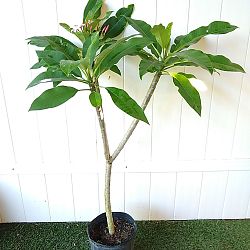 Pink Frangipani Pink Frangipani