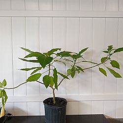 Yellow Angel's Trumpet Yellow Angel's Trumpet