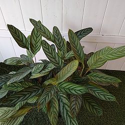 Calathea Setosa / Exotica Calathea Setosa / Exotica