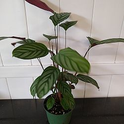 Calathea Setosa / Exotica Calathea Setosa / Exotica