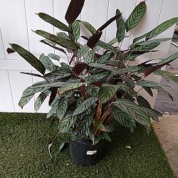 Calathea Setosa / Exotica Calathea Setosa / Exotica