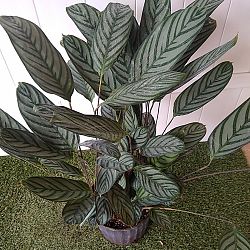 Calathea Setosa / Exotica Calathea Setosa / Exotica
