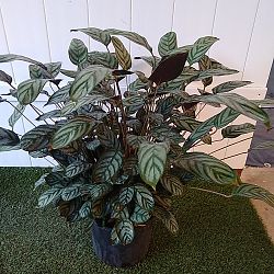 Calathea Setosa / Exotica Calathea Setosa / Exotica