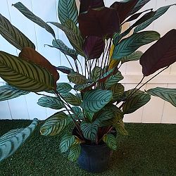 Calathea Setosa / Exotica Calathea Setosa / Exotica