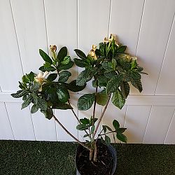 Double Tahitian Gardenia Double Tahitian Gardenia