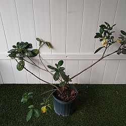 Double Tahitian Gardenia Double Tahitian Gardenia