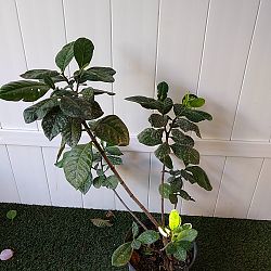 Double Tahitian Gardenia Double Tahitian Gardenia