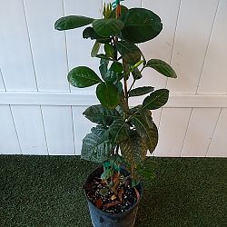 Double Tahitian Gardenia Double Tahitian Gardenia