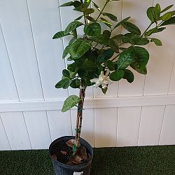 Double Tahitian Gardenia Double Tahitian Gardenia