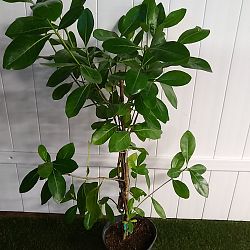 Double Tahitian Gardenia Double Tahitian Gardenia