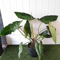 Philodendron bernardopazii Philodendron bernardopazii