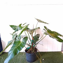 Philodendron bernardopazii Philodendron bernardopazii