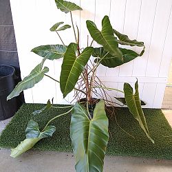 Philodendron bernardopazii Philodendron bernardopazii