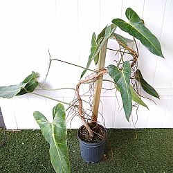 Philodendron bernardopazii Philodendron bernardopazii