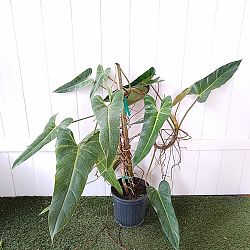 Philodendron bernardopazii Philodendron bernardopazii