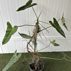 Philodendron bernardopazii Philodendron bernardopazii