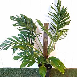 Monstera pinnatipartita Monstera pinnatipartita