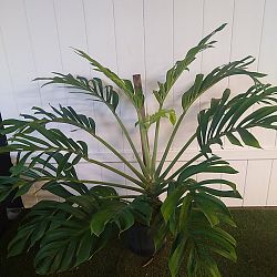 Monstera pinnatipartita Monstera pinnatipartita