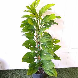 Monstera pinnatipartita Monstera pinnatipartita